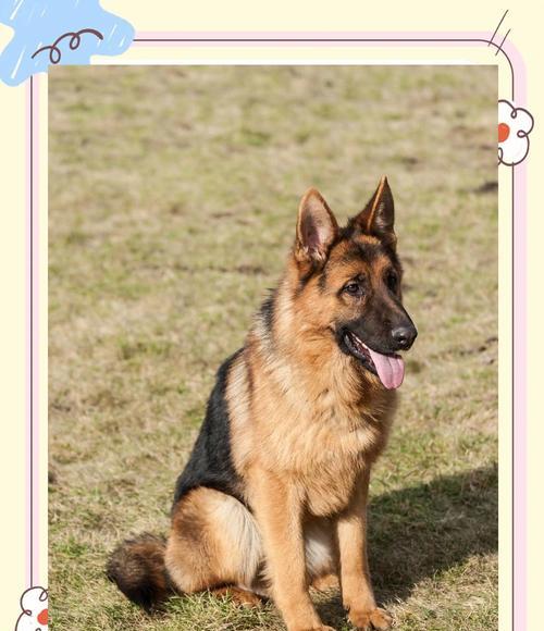 被德牧咬伤后需要打狂犬疫苗吗？费用大概是多少？