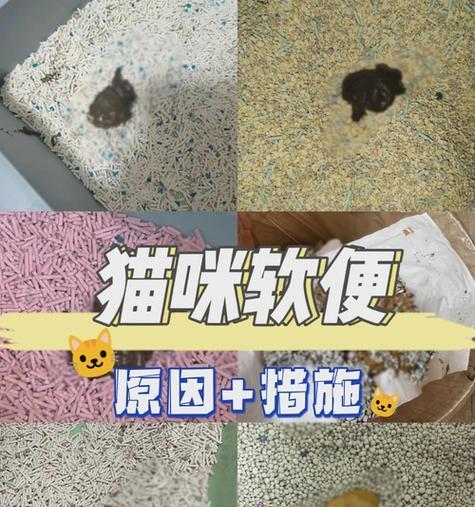 猫咪只吃猫条不排便的原因是什么？