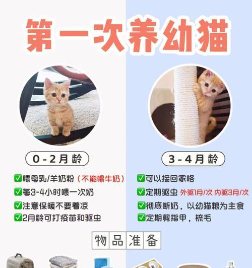 幼猫如何正确用猫粮喂奶粉？
