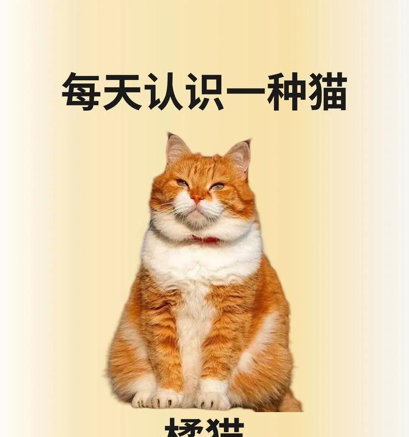 大橘猫不吃喵粮一直叫是为什么？可能的原因是什么？