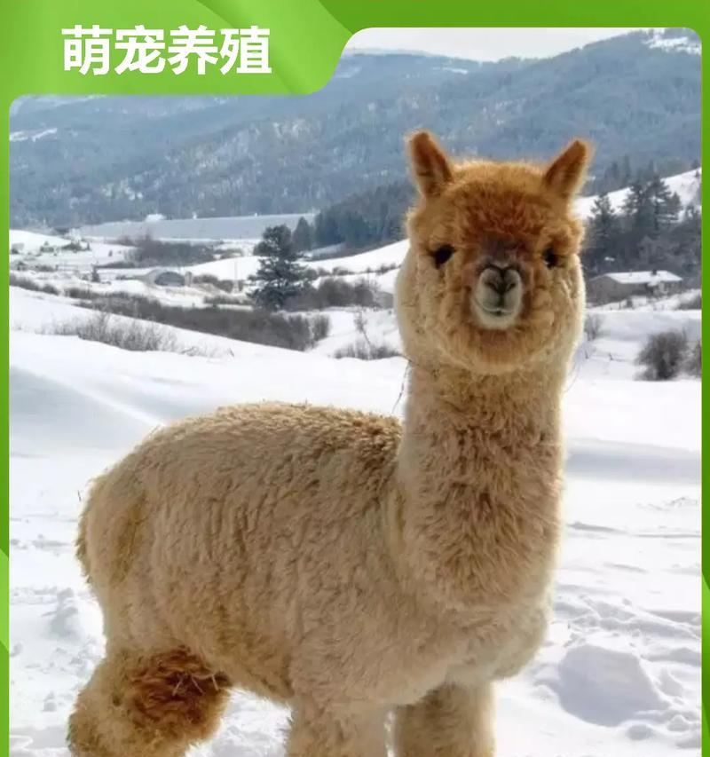 羊驼为何不能用于放牧？