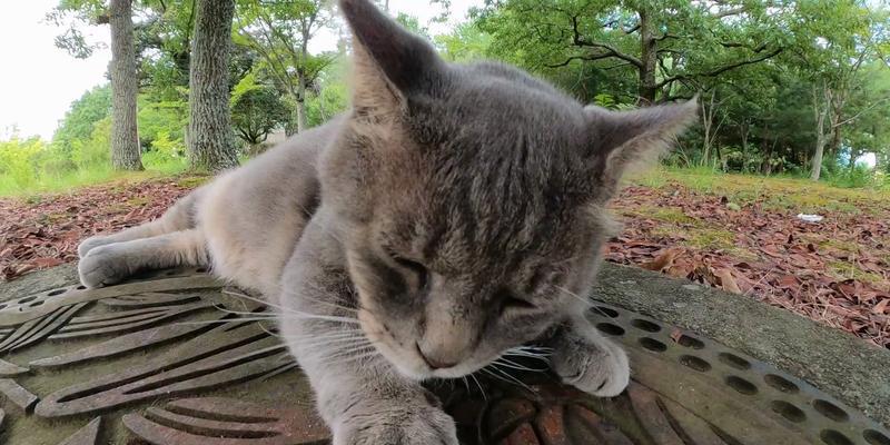灰猫专吃猫粮怎么办？羊驼放屁的味道是什么？