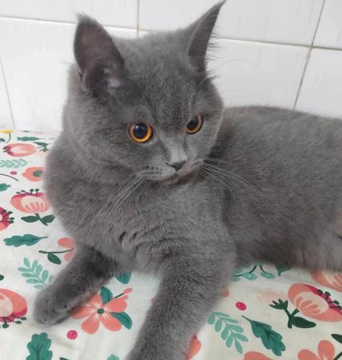 灰猫专吃猫粮怎么办？羊驼放屁的味道是什么？