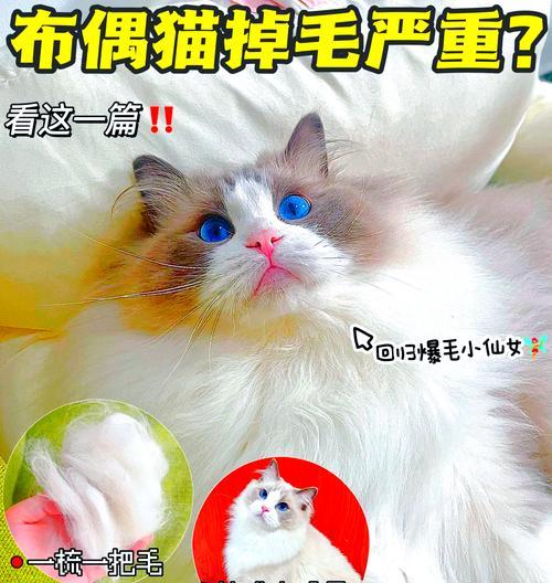 布偶猫严重脱毛如何处理？有哪些解决办法？