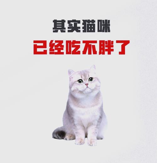 吃猫粮会导致人发胖吗？如何避免这种情况？