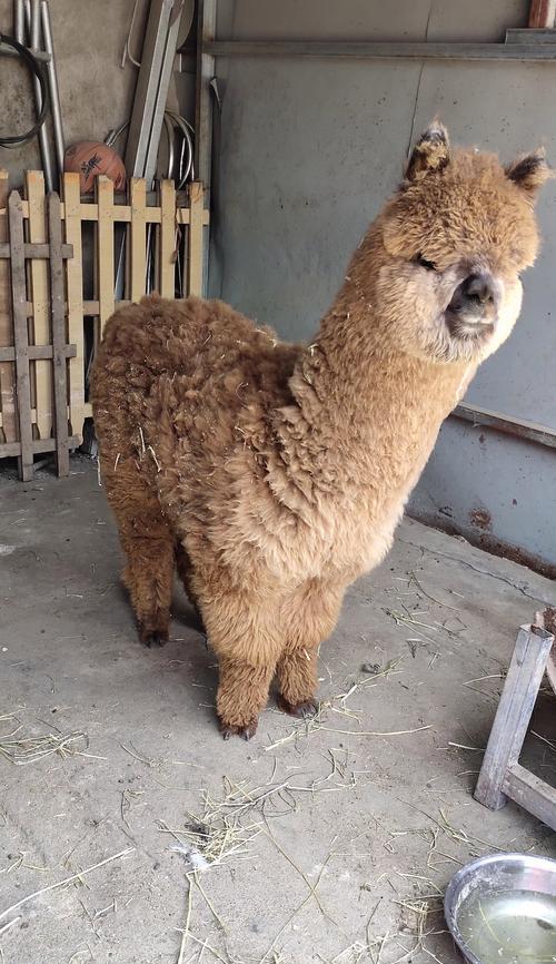 河南羊驼景区现状？现在去参观合适吗？