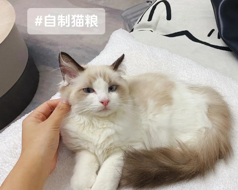 如何制作自制猫粮？自制猫粮的步骤是什么？