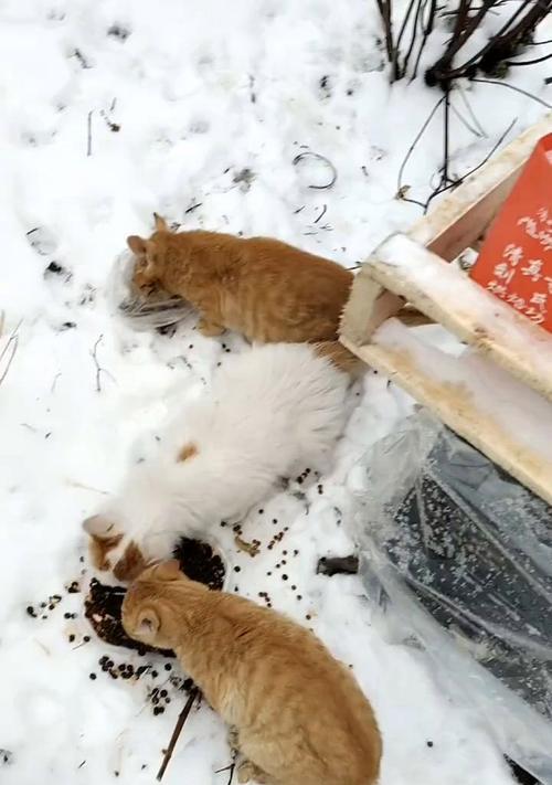 每天购买猫粮喂流浪猫会有什么影响？