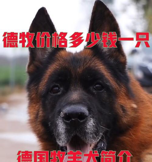 在天津救助一只德牧需要多少费用？救助德牧的流程是怎样的？