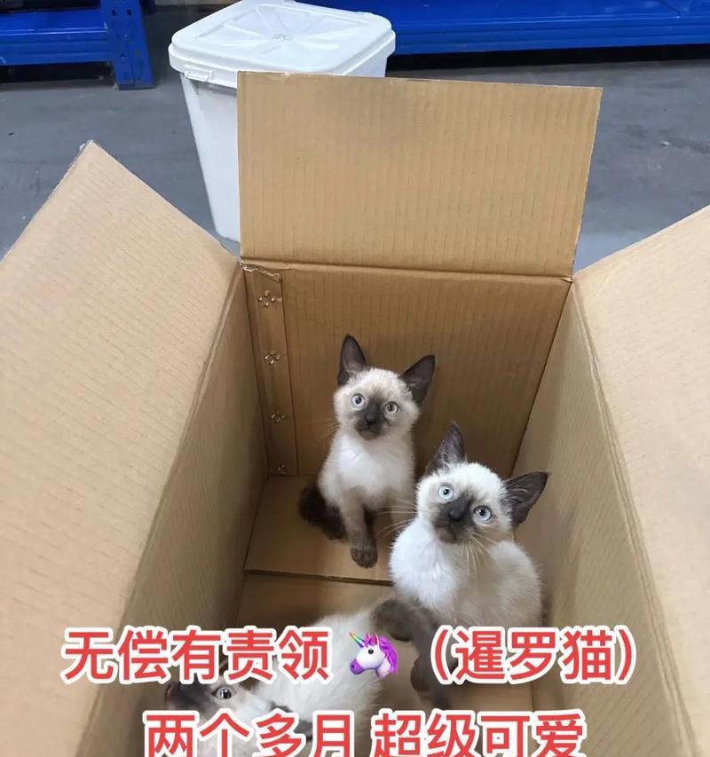 小猫吃猫粮摇头晃脑的原因是什么？