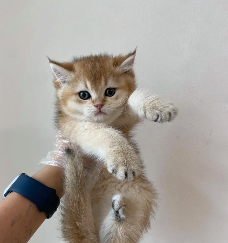 小猫吃猫粮摇头晃脑的原因是什么？