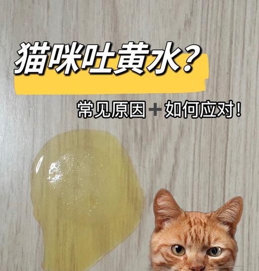 猫吐黄水加猫粮怎么办？需要服用什么药物？
