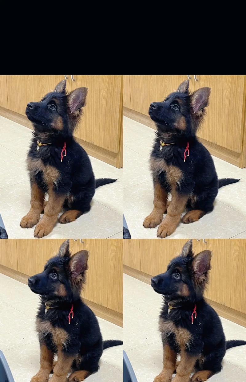 德牧犬的最低价格是多少？