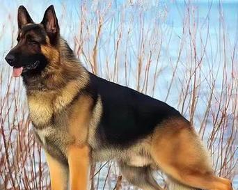 德牧犬的最低价格是多少？