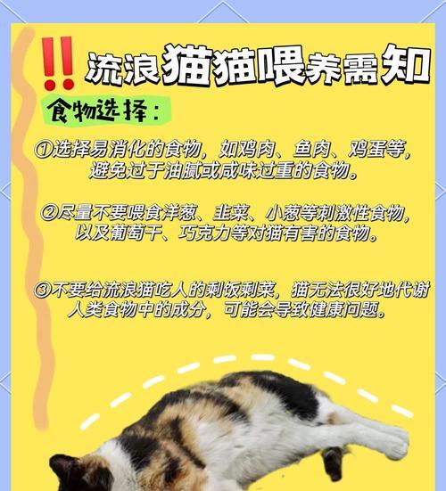 如何在冬季为流浪猫长时间准备猫粮？