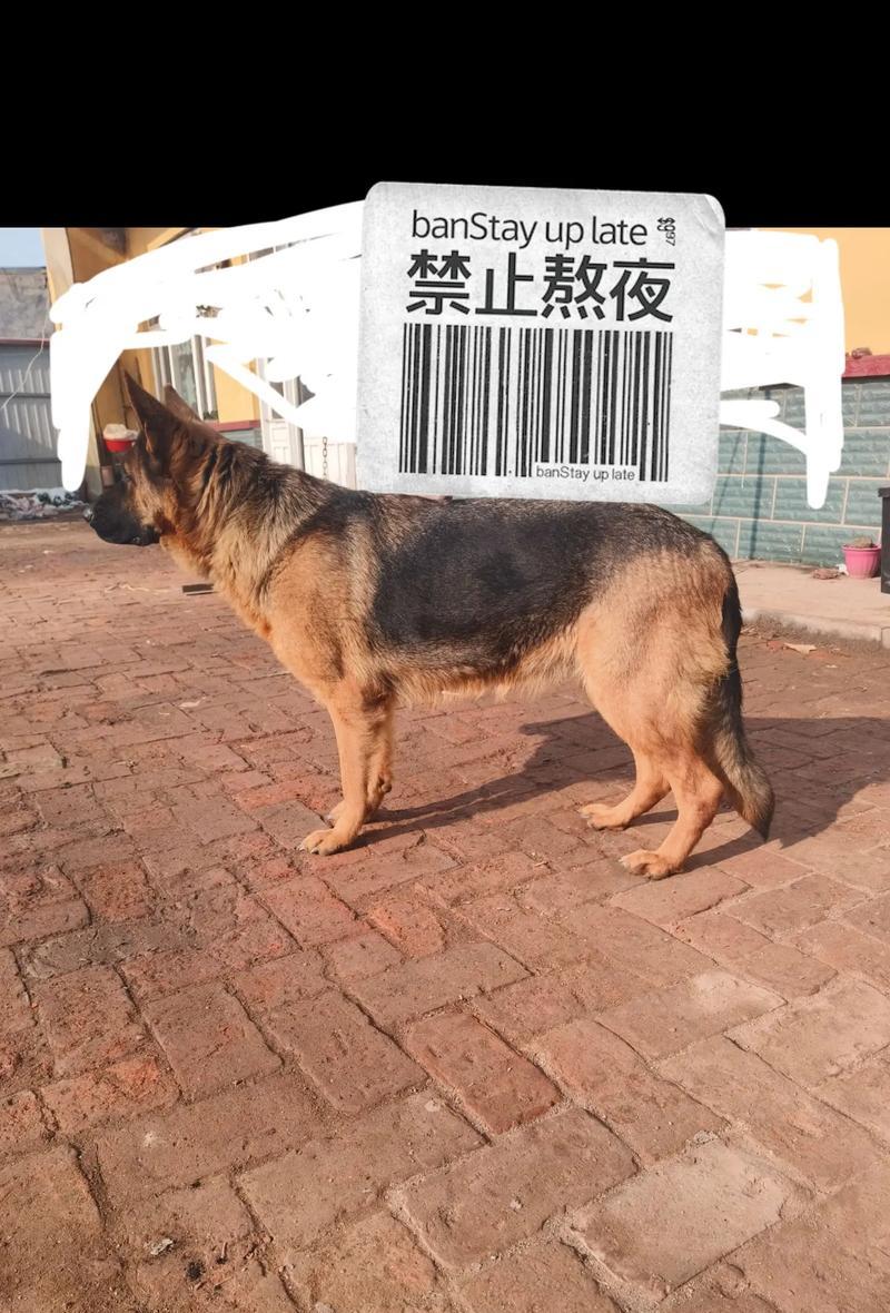 成年德牧体重多少为健康标准？