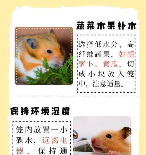 仓鼠越狱后如何正确喂食猫粮？