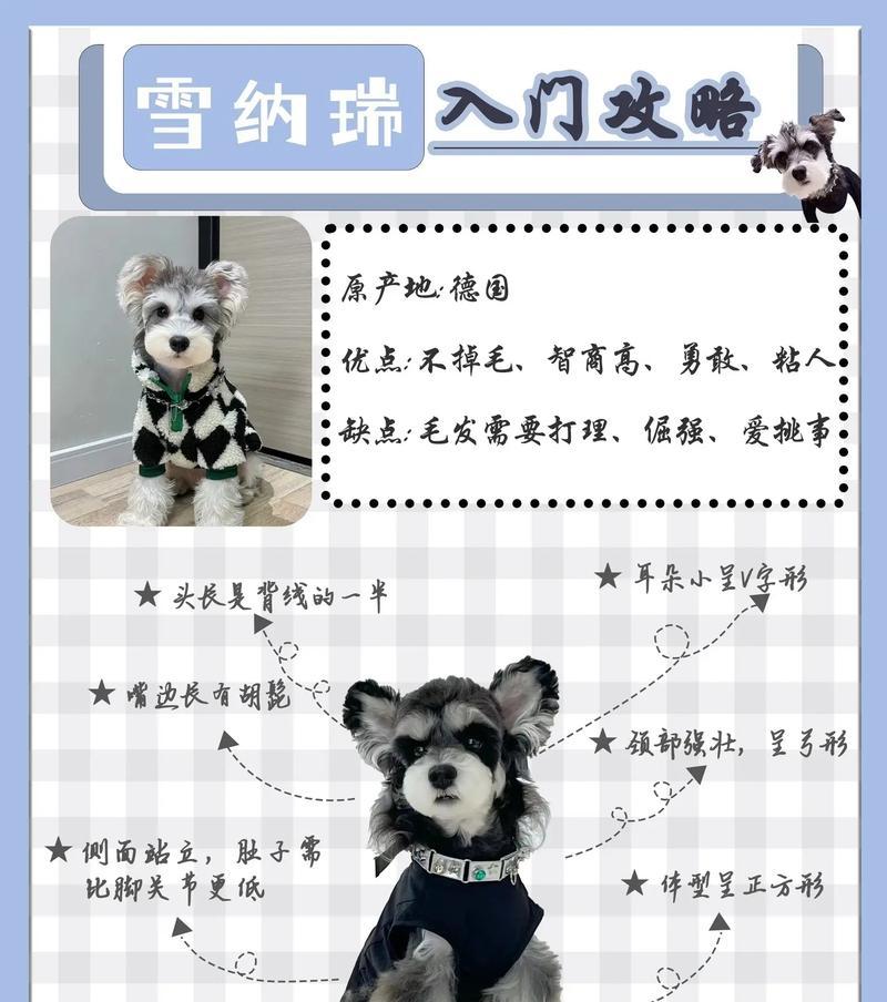 雪纳瑞幼犬的合理底价是多少？购买时的注意事项？
