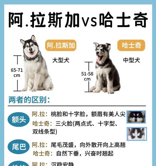 哈士奇能成为军犬吗？这说法有根据吗？
