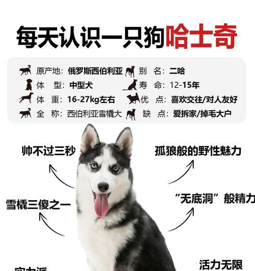 哈士奇能成为军犬吗？这说法有根据吗？