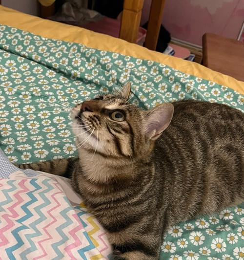 如何训练狸花猫适应吃猫粮？狸花猫吃猫粮的训练方法是什么？