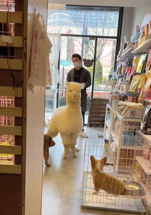 送羊驼的原因是什么？羊驼作为礼物的意义何在？