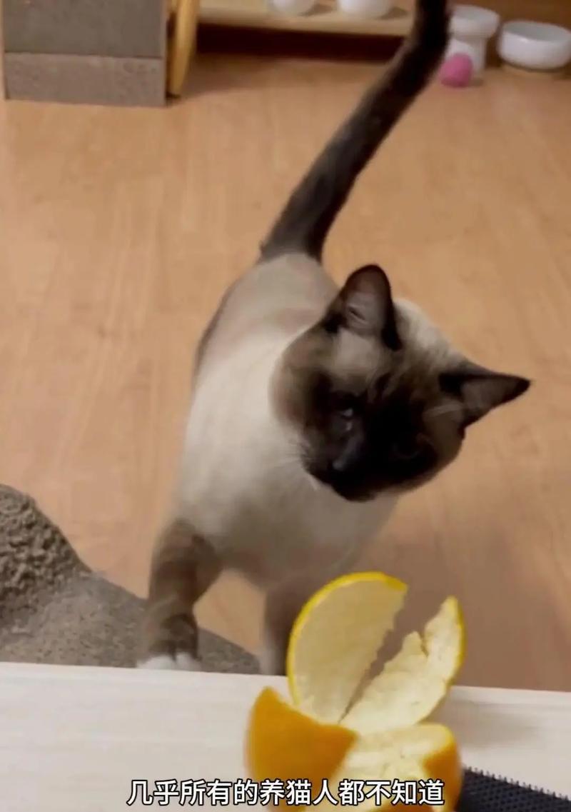 猫粮旁边放橘子皮有何作用？这样做对猫有好处吗？