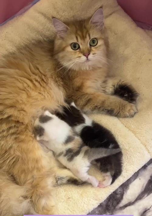 奶猫吃猫粮需要磨碎吗？正确的喂食方法是什么？