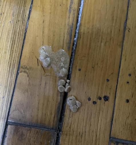 猫咳嗽并吐出猫粮该如何处理？