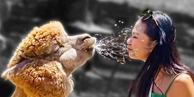 给羊驼喷口水什么意思？这是羊驼的什么行为？