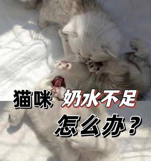 奶猫不接受猫粮怎么办？如何顺利过渡到固体食物？