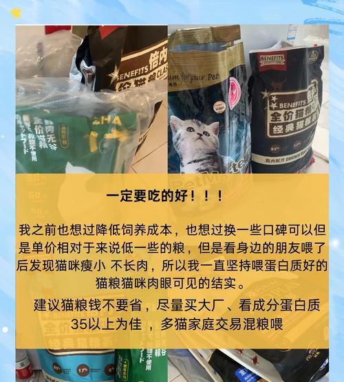 猫舍怎么喂猫仔的猫吃猫粮？有哪些喂养技巧？