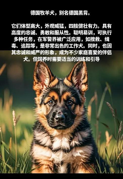 普通家庭喂养德国牧羊犬的费用是多少？