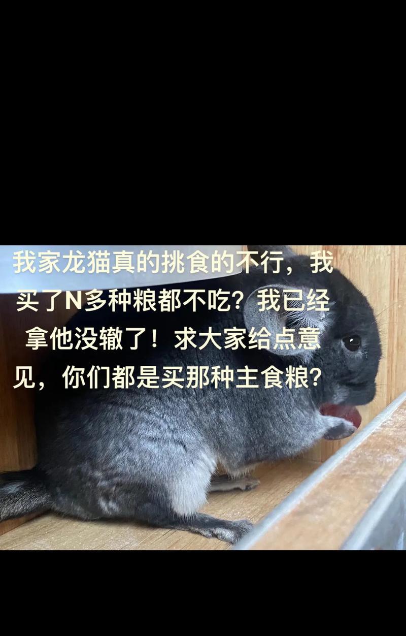 龙猫粮与普通猫粮有何不同？选择龙猫粮时应注意什么？