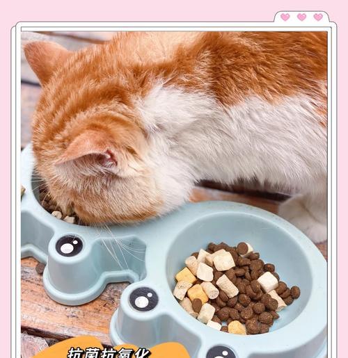 猫咪可以吃干猫粮吗？干吃猫粮对猫咪有什么影响？