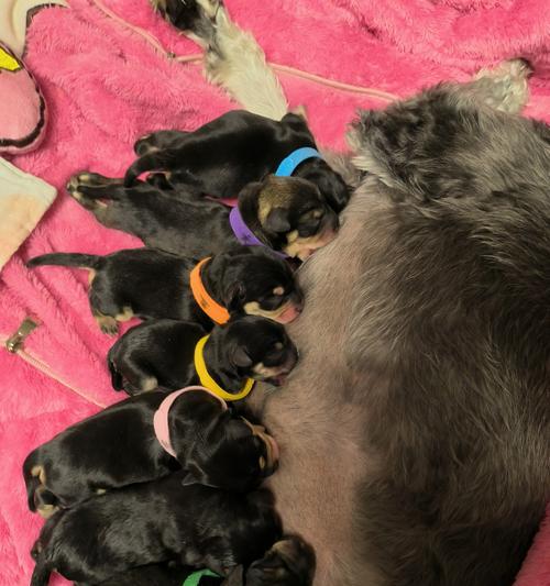 五个月雪纳瑞的幼犬在多少度的环境中会感到寒冷？