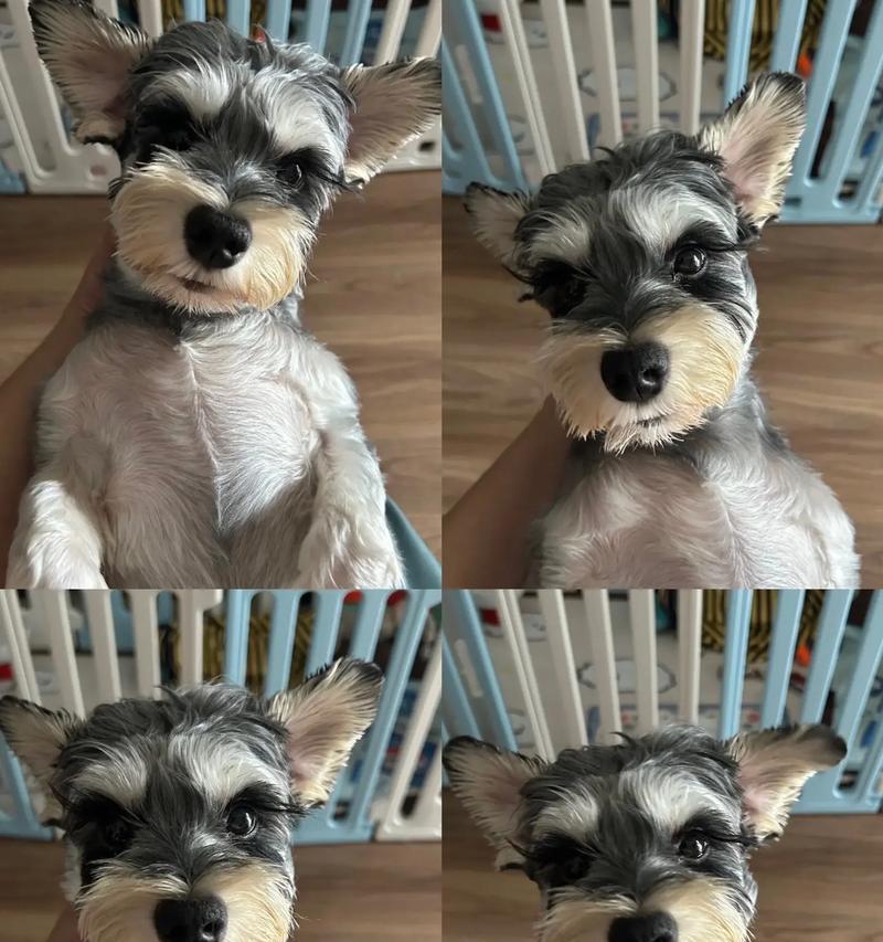 五个月雪纳瑞的幼犬在多少度的环境中会感到寒冷？