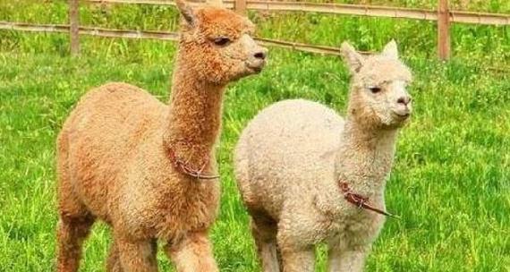 开封家养羊驼怎么样啊？开封家养羊驼的体验如何？