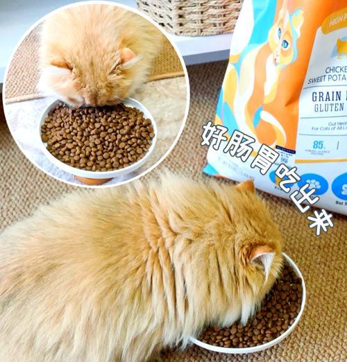 金渐层猫咪应选择哪种猫粮？