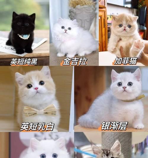 金渐层猫咪应选择哪种猫粮？