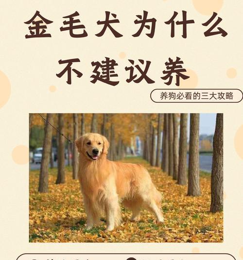 金毛看见羊驼就叫的原因是什么？