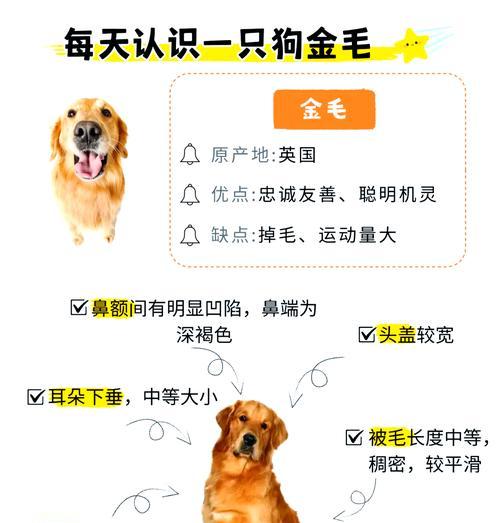 金毛看见羊驼就叫的原因是什么？