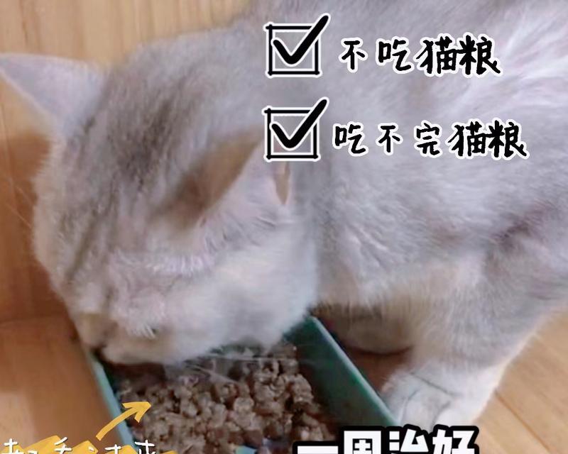 猫不吃猫粮肚子饿扁了怎么办？如何解决？