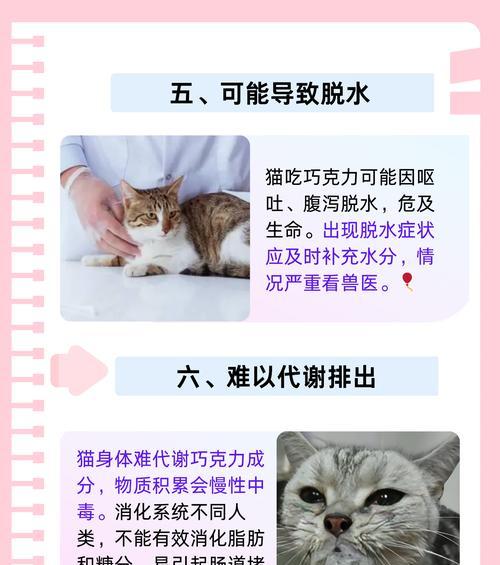 猫咪会吃人吗？为什么它们更倾向于不吃猫粮？
