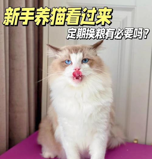 猫每天更换几次猫粮算正常？频繁更换猫粮有何影响？