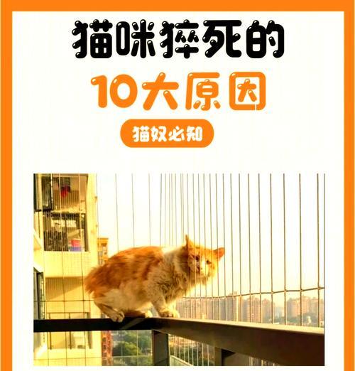 猫放进猫粮里死亡的原因是什么？