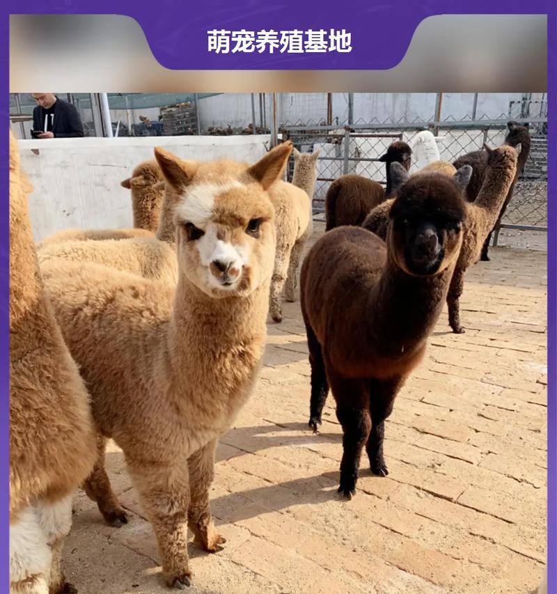 羊驼幼崽在家养需要哪些注意点？