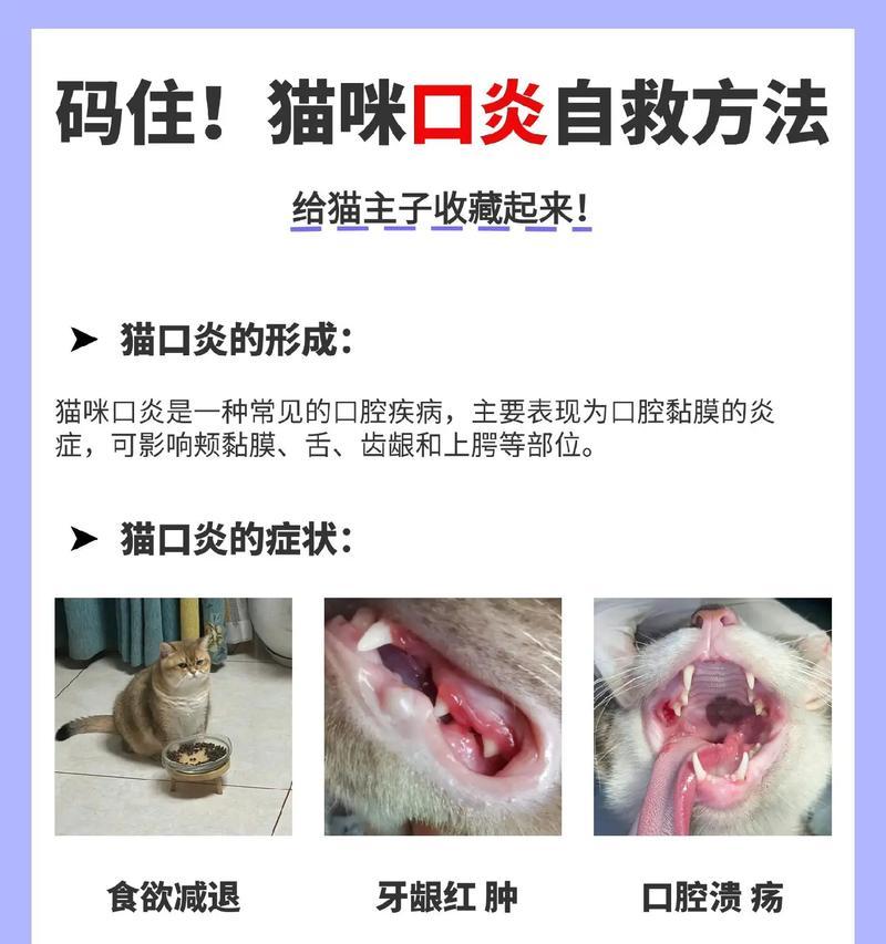 猫舔猫粮声音嘶哑的解决方法是什么？