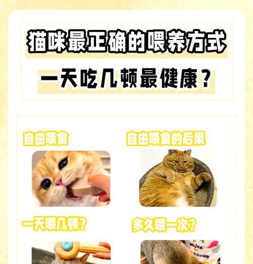 猫晚上睡觉需要喂食吗？这样做有何影响？