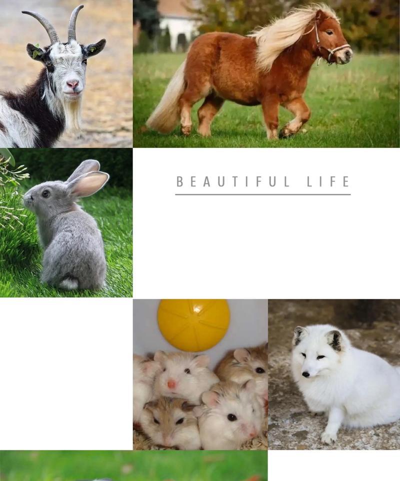 聪明羊驼的名称是什么？